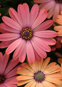 Osteospermum Serenity 'Rose Magic'